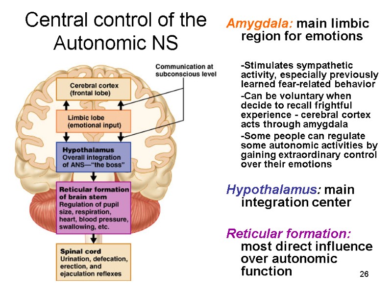 26 Central control of the Autonomic NS Amygdala: main limbic region for emotions 